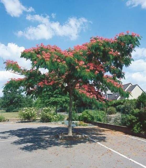 Albicija (svileno drvo) - sadnica (albizia julibrissin)