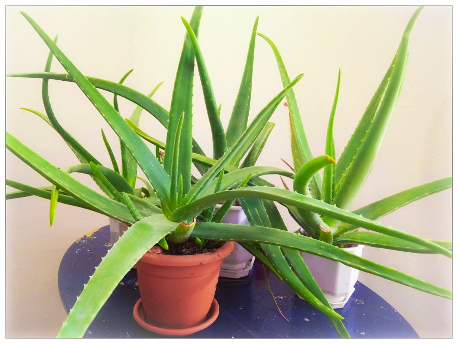 ALOE VERA Barbadensis Miller , odlične kvalitete, prirodno uzgojena