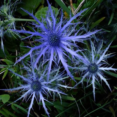 Planinski kotrljan / Eryngium / Sjeme