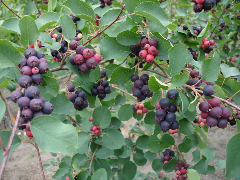 Mongolska borovnica / Amelanchier Alnifolia / Sjeme