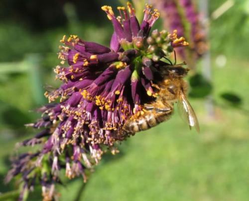 Amorfa (Amorpha Fruticosa) - Sjeme