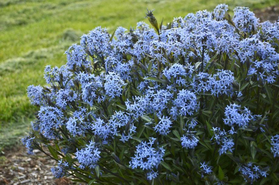 Amsonia Blue Star / SADNICE