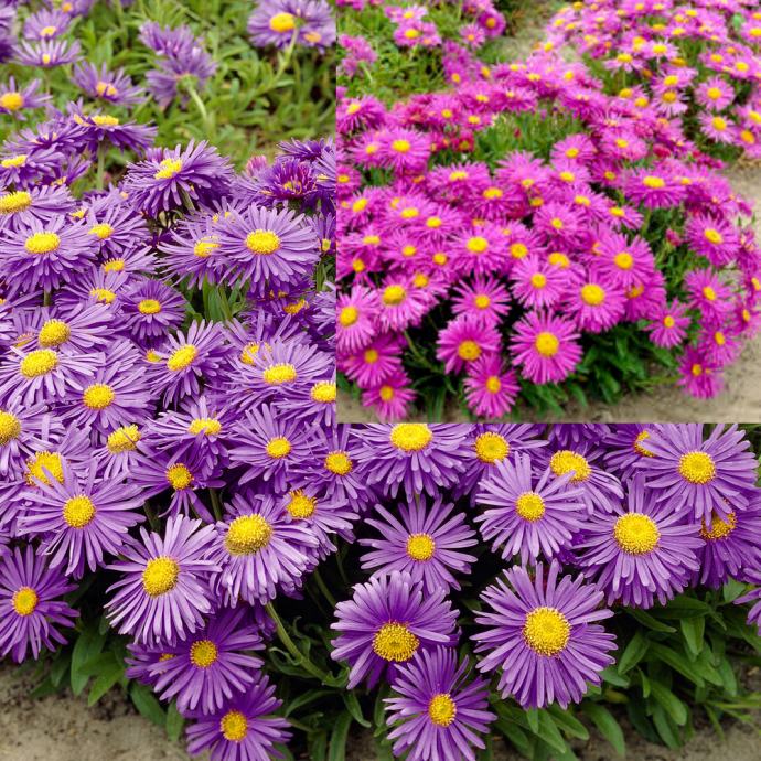 Aster Alpinus mix /  Medonosna biljka / Sjeme