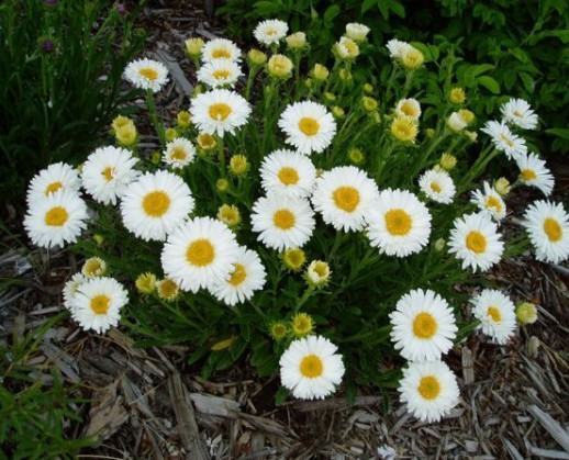 Aster Alpinus White Beauty / Sjeme