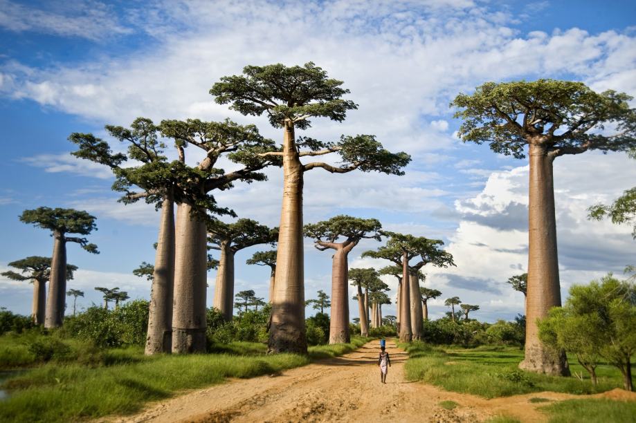 Baobab / Adansonia Digitata / SADNICE