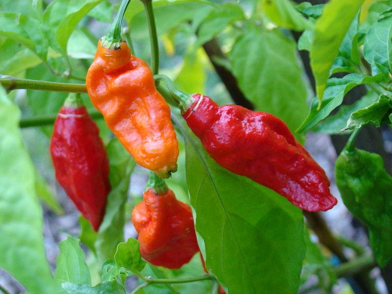 Bhut Jolokia ljuta paprika, najljuča na svijetu