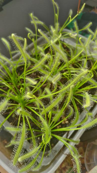 Biljka mesožderka /  Južnoafrička rosika / Drosera capensis var. alba