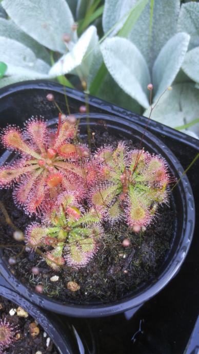 Biljka mesožderka / Rosika / Drosera spatulata - SJEME