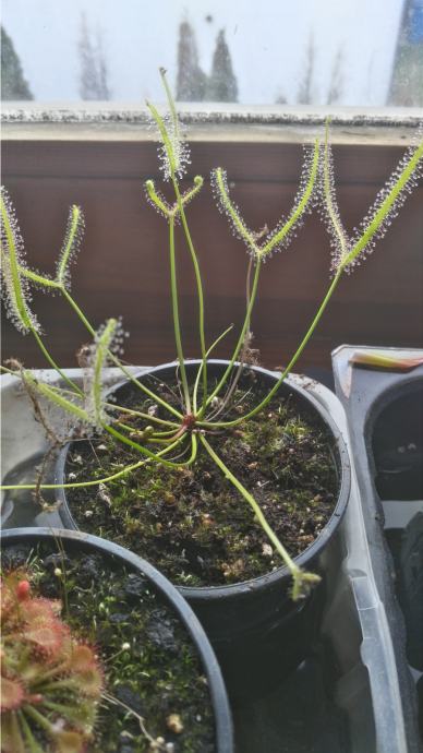 Biljka mesožderka/ Rosika viljuškastih listova/ Drosera binata