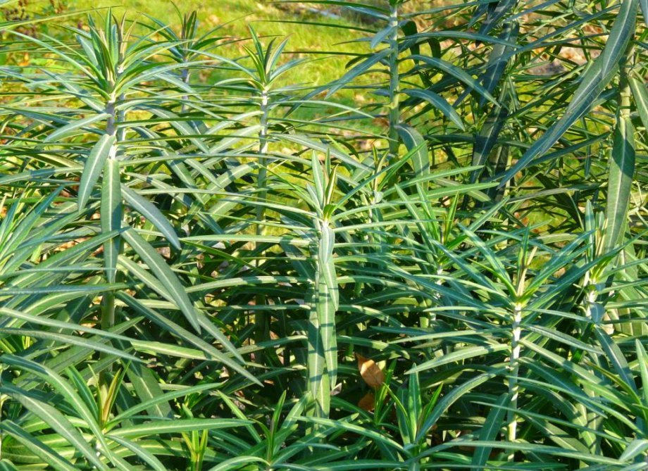 Biljka protiv krtica / Euphorbia lathyris / Krtičarka / Sjeme