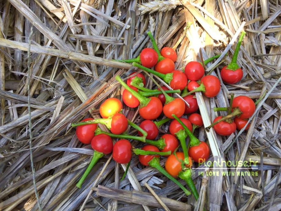 Chili / Guyana Wiri Wiri / Domaće sjeme