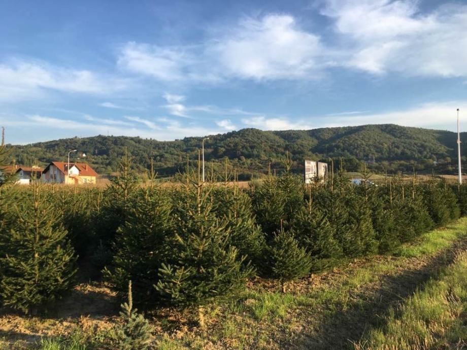 Božićna drvca borovi Požega