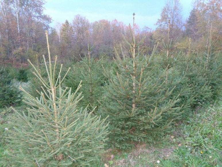 ****Božična drvca, jela**** - POVOLJNO