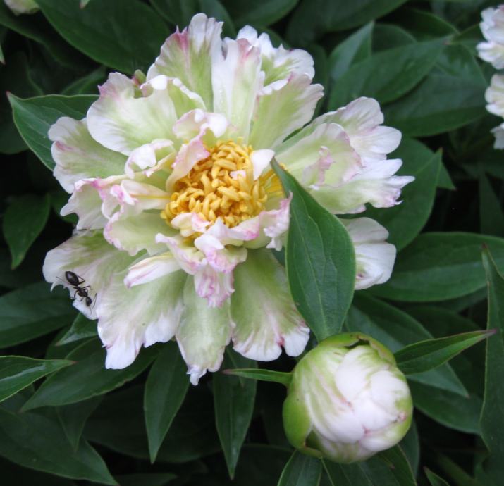 Paeonia green lotus