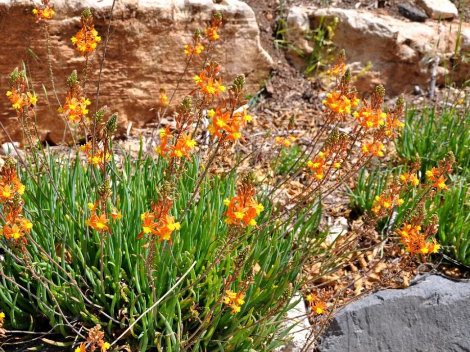 Bulbine Tangerine / SADNICE