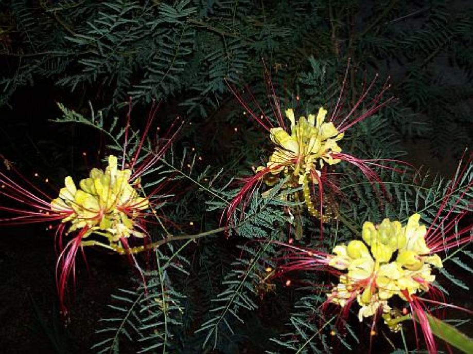 Caesalpinia Gilliessi,  Žuta rajska ptica,  sadnica