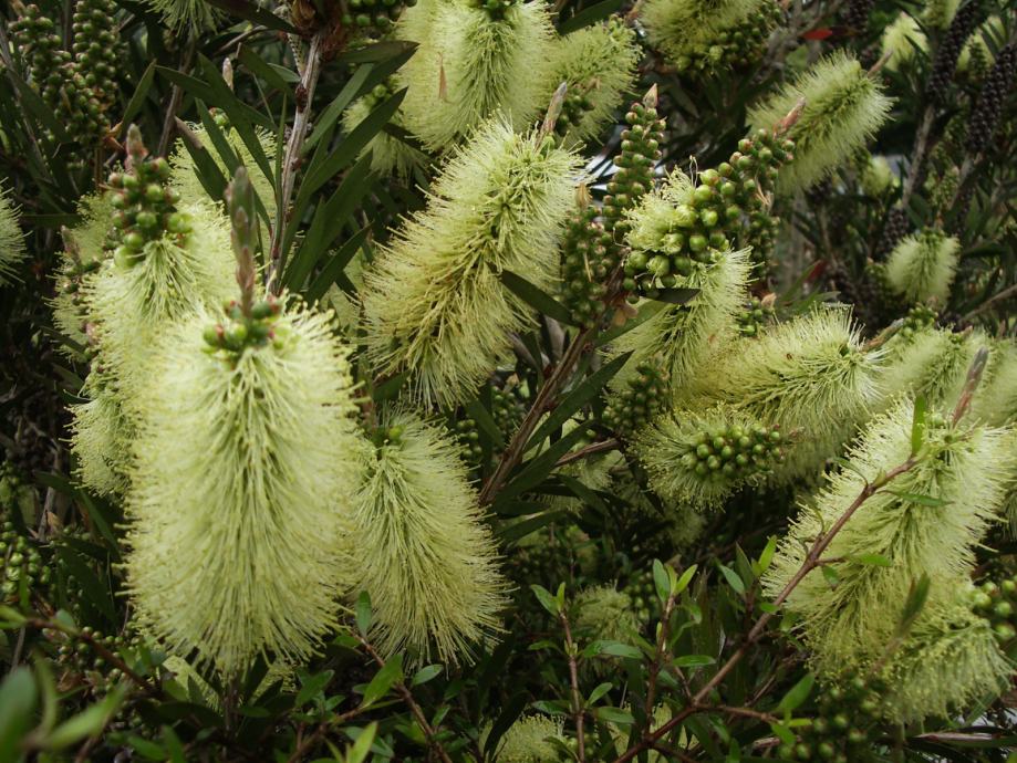 Callistemon Salignus / Četkovac / Sjeme