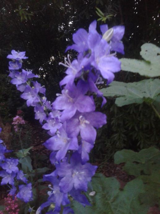 Campanula latiloba