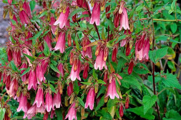 Campanula punctata rubriflora / Cherry bells / SADNICE