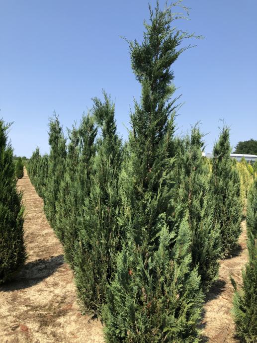 Chamaecyparis lawsoniana White Spot 240 cm