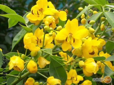 cassia corymbosa sjeme