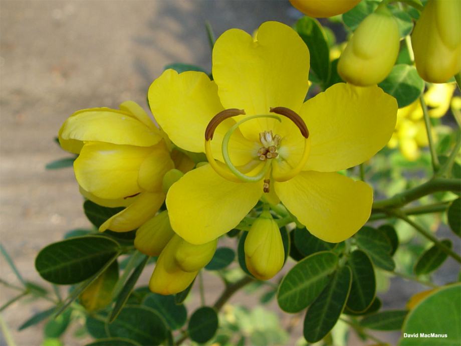 Cassia floribunda sadnica 50 cm