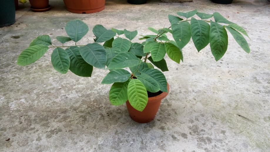 CHERIMOYA / CHIRIMOYA / Annona cherimola / ŠEĆERNA JABUKA SADNICE