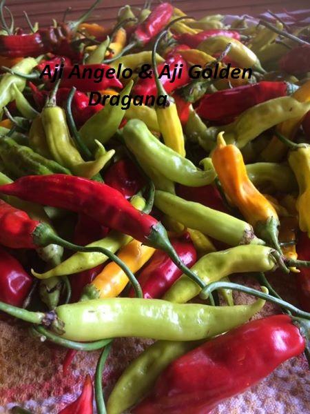 Chilli Aji angelo & Aji golden