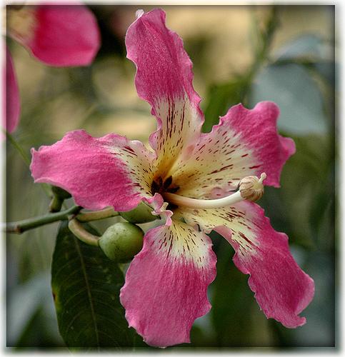 CHORISIA SPECIOSA