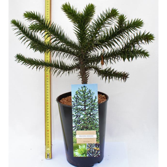 Čileanski bor (Araucaria Araucana) - sadnice