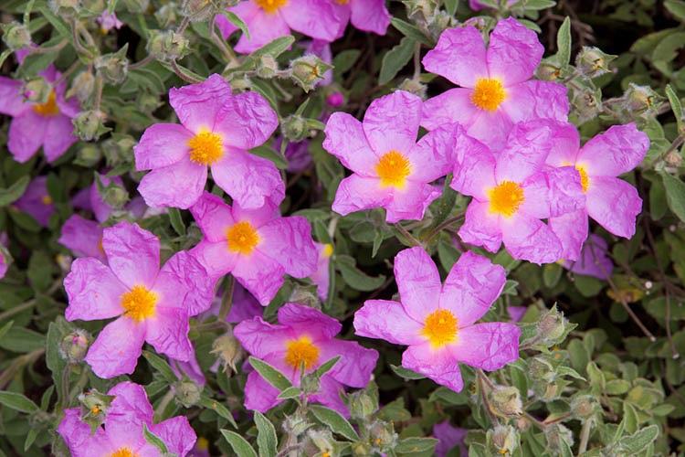 Cistus Tauricus / SADNICE