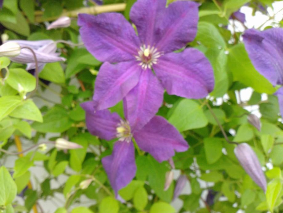 CLEMATIS JUSTA----Pavitina-----sadnice---