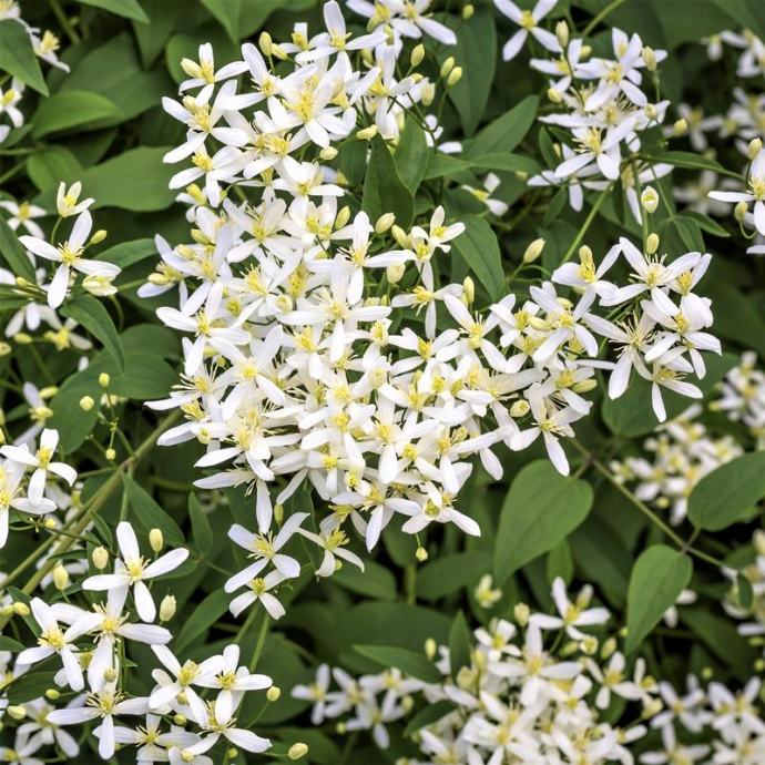 Clematis Paniculata / Sjeme