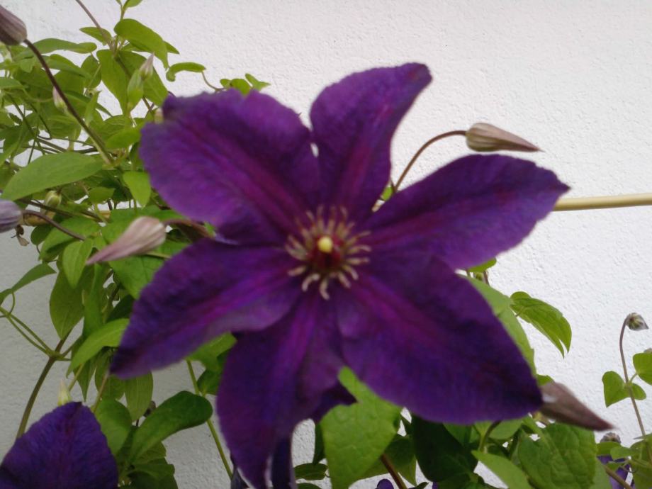 CLEMATIS - JUSTA -- Pavitina --30 sjemenki-ljubičasti cvijet---sadnice