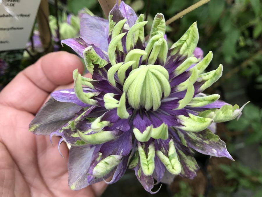 Клематис таежный. Клематис Taiga. Клематис Clematis Taiga. Клематис Тайга Clematis Taiga. Клематис тундра.