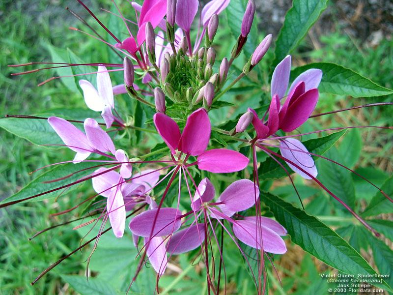 CLEOME SPINOSA