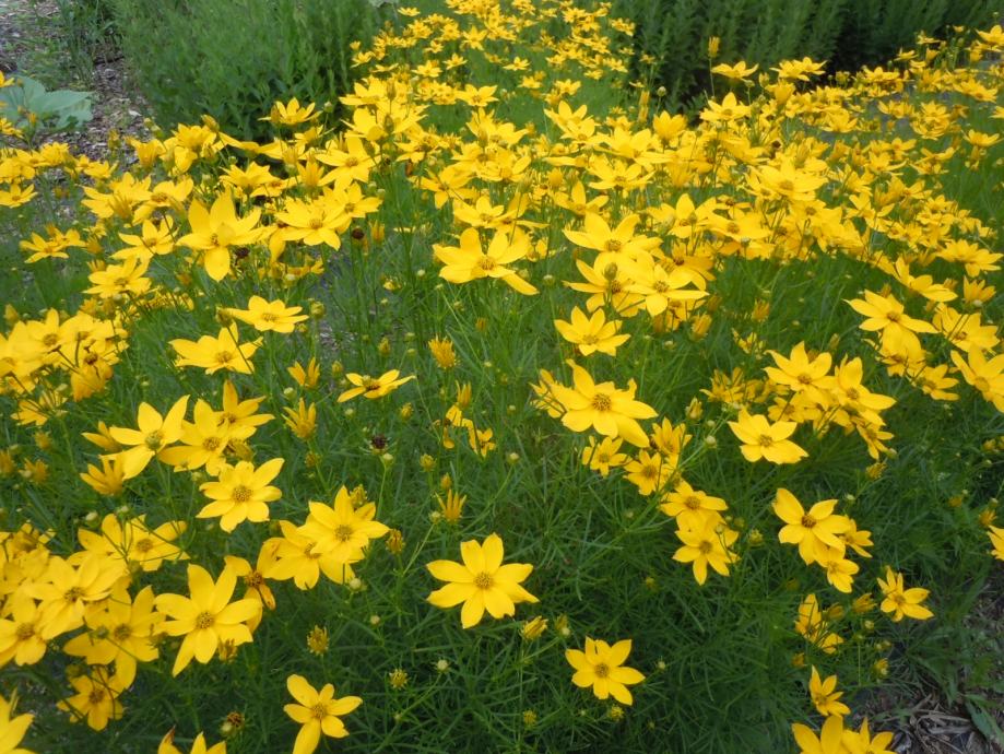 Coreopsis verticillata