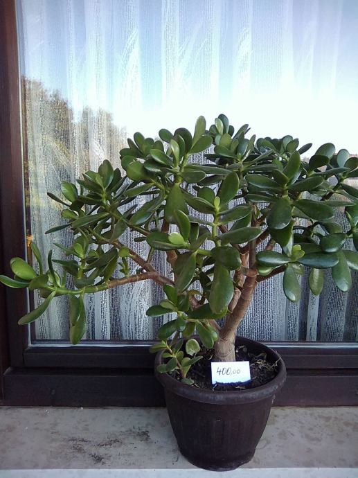 Crassula ovata - Krasulja - Drvo novca