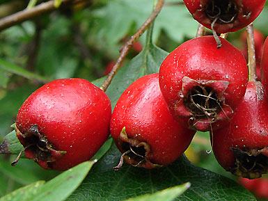 GLOG - CRATAEGUS LAEVIGATA