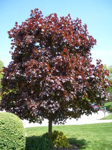 Crvenolisni javor - acer platanoides "Crimson King"