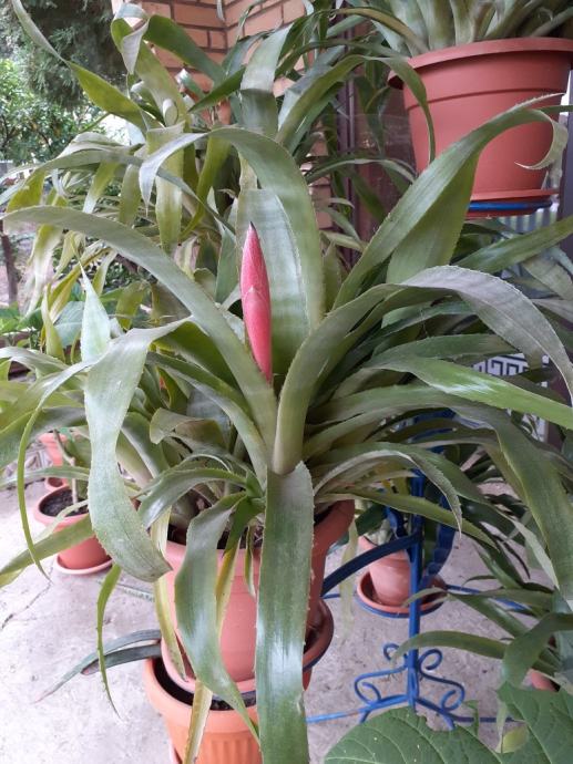 CVIJET BILLBERGIA ( bilbergija ili sobna zob )