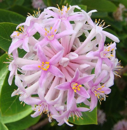 DAIS COTINIFOLIA - POMPON TREE