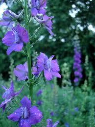 Delphinium ajacis mix - jednogodišnji kokotić, sjeme