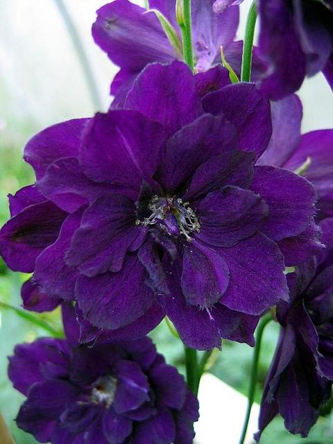 DELPHINIUM - PACIFIC GIANT  "BLACK KNIGHT"