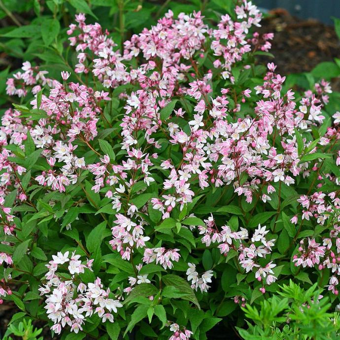 Deutzia ukrasni grm dojcija