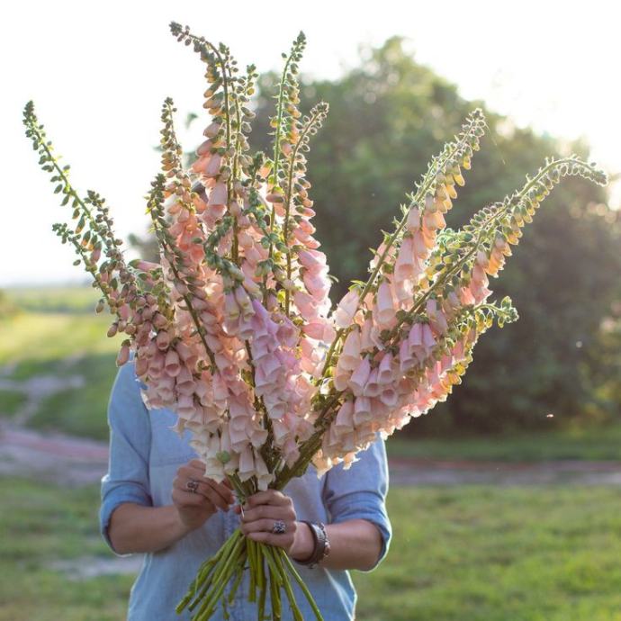 Digitalis Apricot beauty / SADNICE