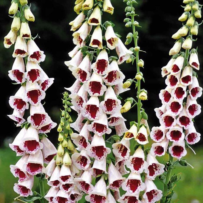 Digitalis Pams Choice / Sjeme