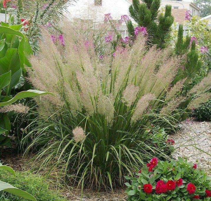 Dijamantna trava / Calamagrostis Brachytricha / Sjeme