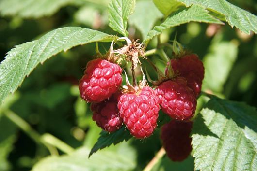 Domaće maline sadnice