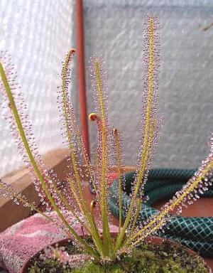 Drosera hybrida